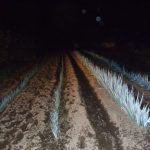 ネギ　収穫　221027